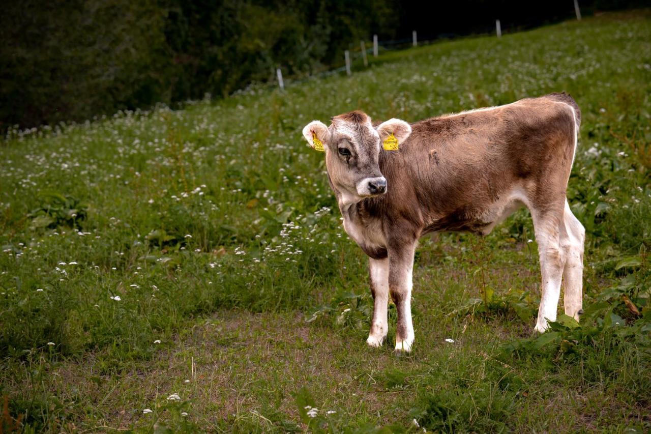 Stillehof - Ferienwohnungen Auf Dem Bauernhof- Suedtirol Bressanone Extérieur photo